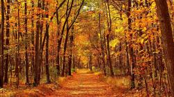 The image for DATE NIGHT - FIRST-ISH DAY OF FALL ROMANCE
